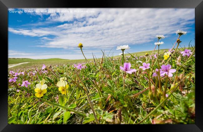 Machair Wild Flowers North Uist Hebrides Framed Print by Pearl Bucknall