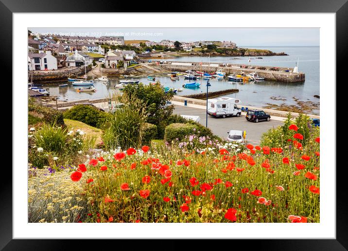 Red Poppies at Cemaes Harbour Framed Mounted Print by Pearl Bucknall