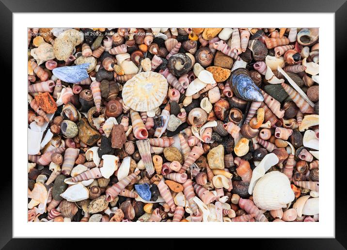 Sea Shells on a Seashore Framed Mounted Print by Pearl Bucknall