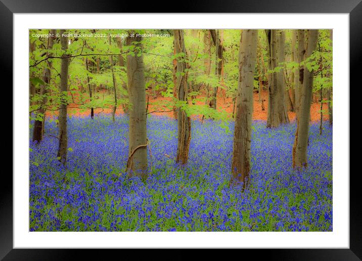 Dreamy English Bluebell Wood Framed Mounted Print by Pearl Bucknall