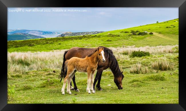 Welsh Mountain pony or Carneddau Ponies Outdoors Framed Print by Pearl Bucknall