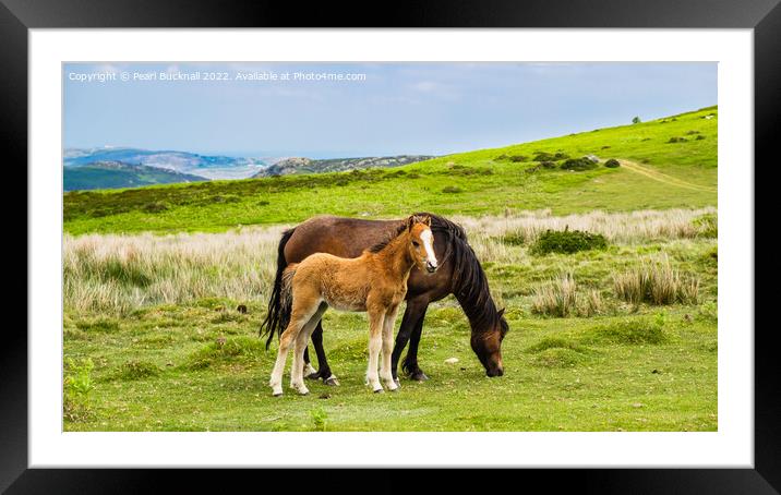Welsh Mountain pony or Carneddau Ponies Outdoors Framed Mounted Print by Pearl Bucknall