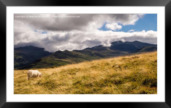 Snowdon from Moel Eilio Mountainside in Snowdonia Framed Mounted Print by Pearl Bucknall