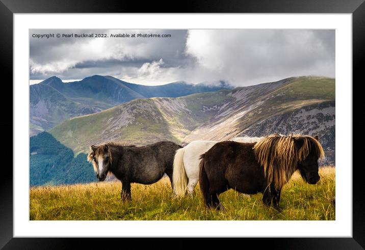 Wild Ponies in Mountain Landscape on Moel Eilio Sn Framed Mounted Print by Pearl Bucknall