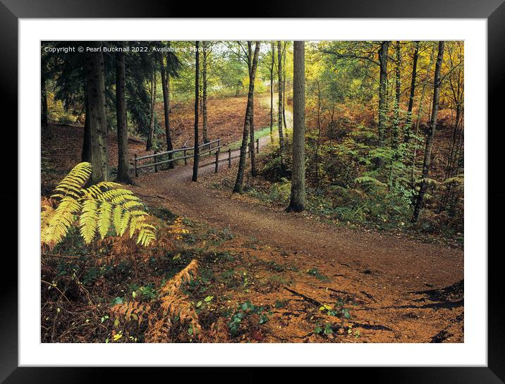 Alice Holt Woodland Path in Autumn Framed Mounted Print by Pearl Bucknall