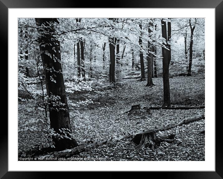 Beech Trees in Woodland Monochrome Framed Mounted Print by Pearl Bucknall
