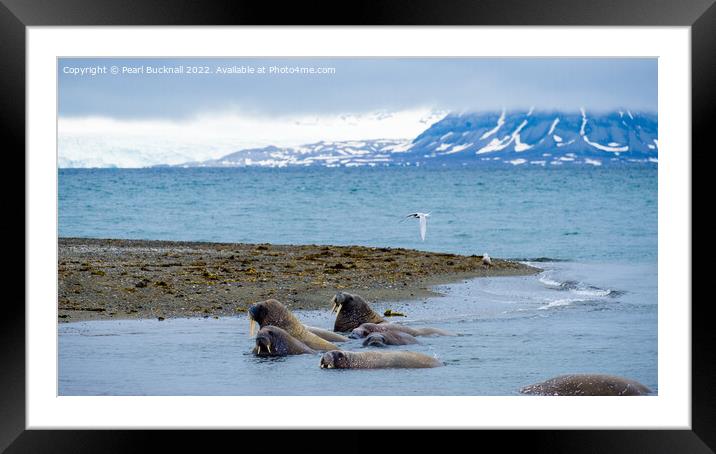 Walruses on Spitsbergen Island, Svalbard, Norway Framed Mounted Print by Pearl Bucknall