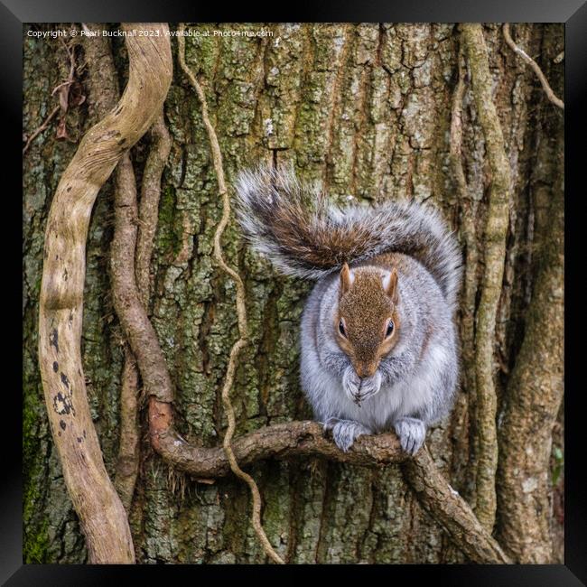 Grey Squirrel Portrait of a Wild Animal Framed Print by Pearl Bucknall
