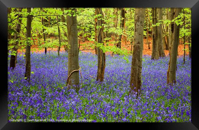 A Carpet of Bluebells in a Beech Wood Framed Print by Pearl Bucknall