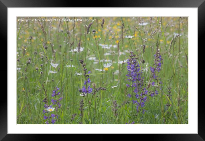 Flowers in a Wildflower Meadow Framed Mounted Print by Pearl Bucknall