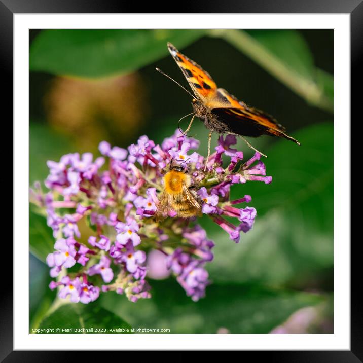 Butterfly and a Bee on a Flower Framed Mounted Print by Pearl Bucknall