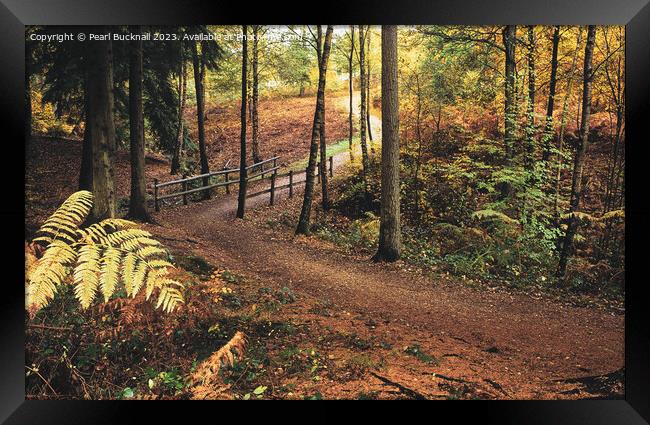 Alice Holt Woodland Path in Autumn Framed Print by Pearl Bucknall