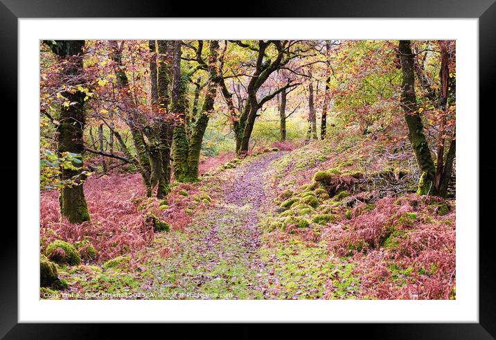 Woodland Walk in Celtic Rainforest in Snowdonia Framed Mounted Print by Pearl Bucknall