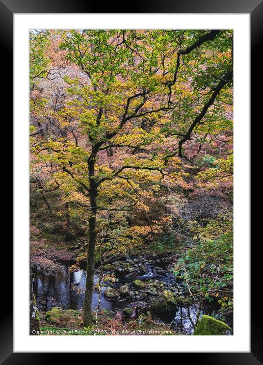 Celtic Rainforest Woodland in Snowdonia Framed Mounted Print by Pearl Bucknall
