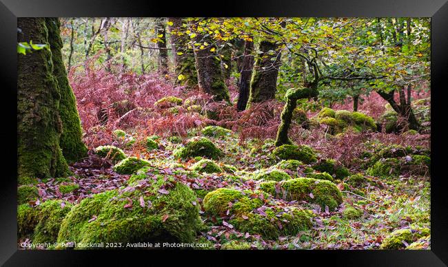 Celtic Rainforest in Snowdonia Wales panoramic Framed Print by Pearl Bucknall