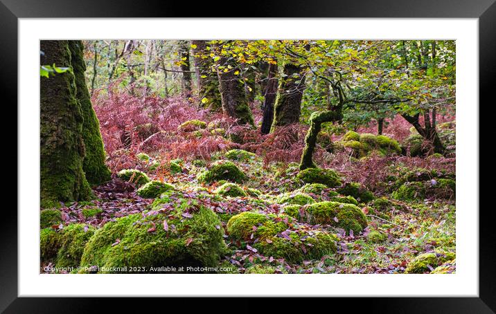 Celtic Rainforest in Snowdonia Wales panoramic Framed Mounted Print by Pearl Bucknall