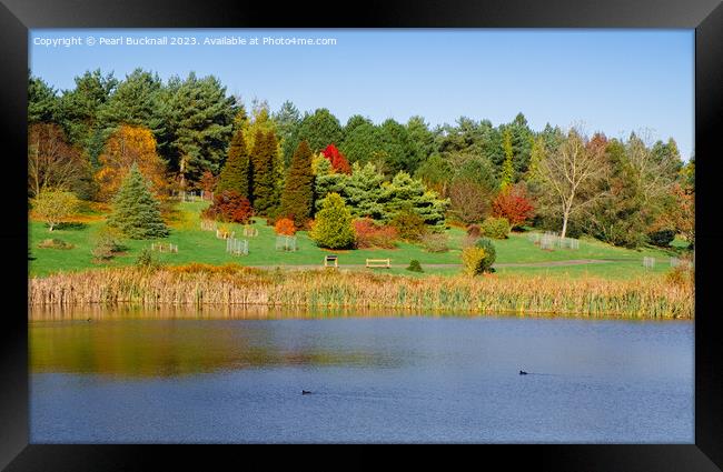 Marshall's Lake in Autumn at Bedgebury Kent Framed Print by Pearl Bucknall