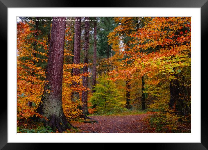 Autumn Glory on Woodland Walk in Wales Framed Mounted Print by Pearl Bucknall