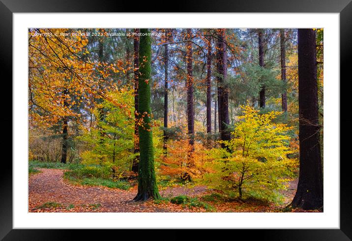 Autumn Glory on Coed Tan Dinas Walk in Snowdonia Framed Mounted Print by Pearl Bucknall