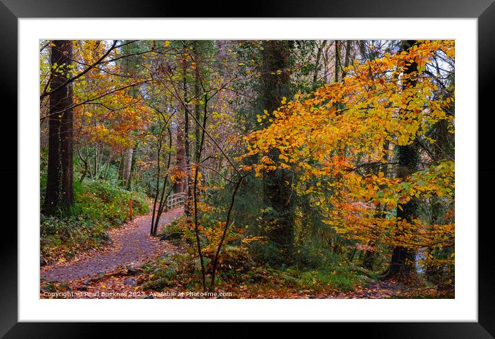 A Woodland Walk in Autumn at Betws-y-Coed Framed Mounted Print by Pearl Bucknall