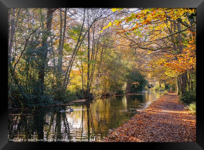 Basingstoke Canal in Autumn Framed Print by Pearl Bucknall