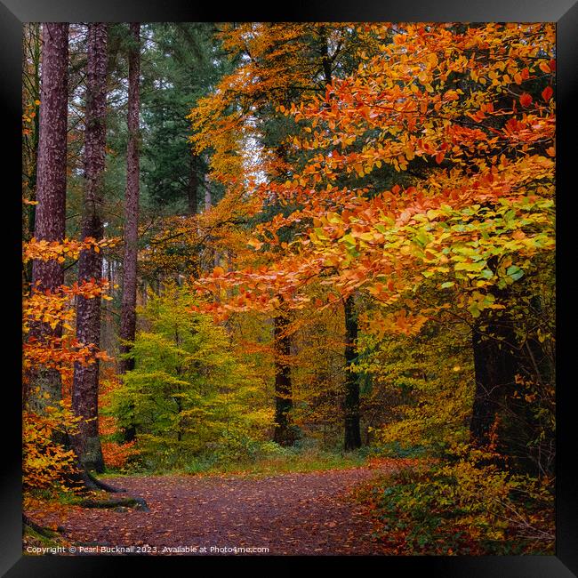 Autumn Trees on Coed Tan Dinas Walk in Snowdonia Framed Print by Pearl Bucknall