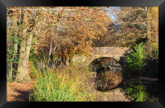 Basingstoke Canal in Autumn Framed Print by Pearl Bucknall