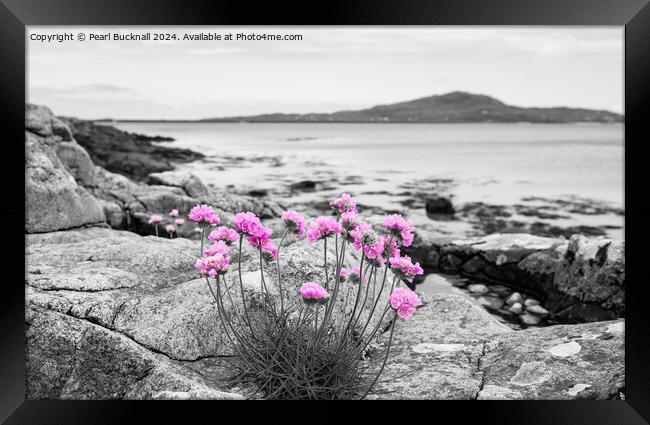 Sea Pink Thrift Flowers on South Uist Rocky Coast Framed Print by Pearl Bucknall