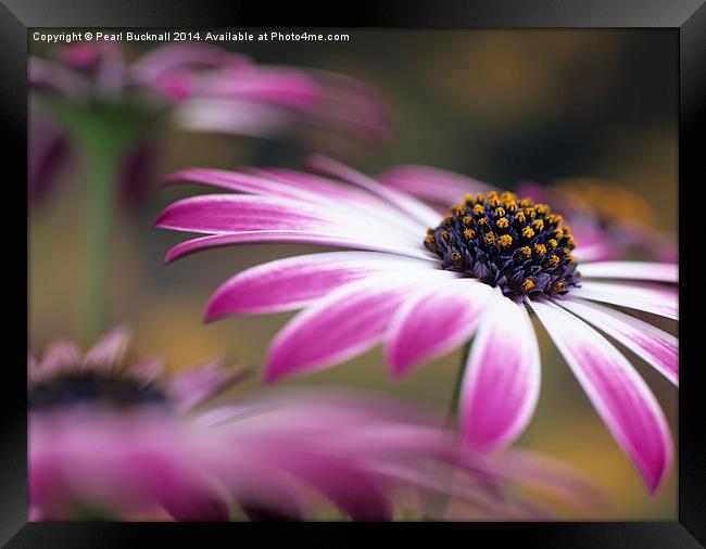 Osteospermum flowers Framed Print by Pearl Bucknall