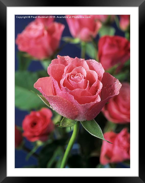 Pink Roses Framed Mounted Print by Pearl Bucknall