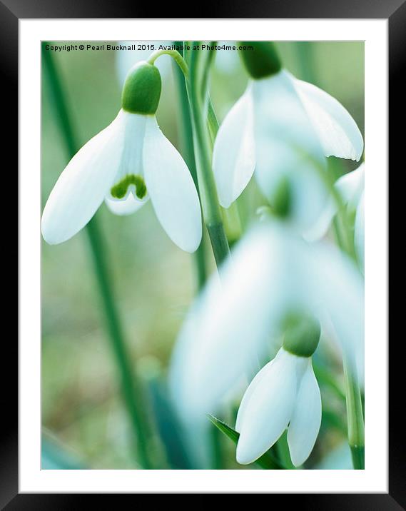 Wild Snowdrops Framed Mounted Print by Pearl Bucknall