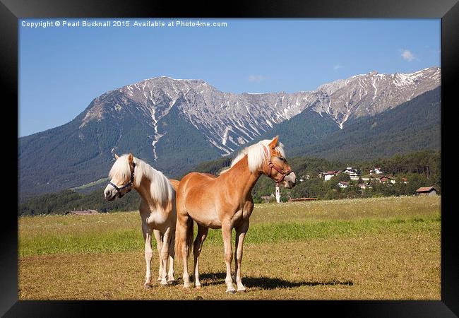 Palomino Horses Framed Print by Pearl Bucknall