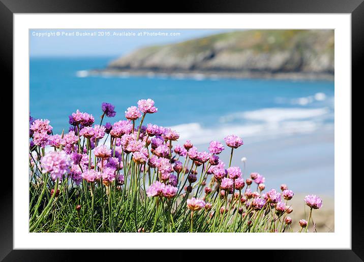 Pink Sea Thrift Flowers at Church Bay on Anglesey  Framed Mounted Print by Pearl Bucknall