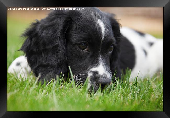 Cute English Springer Spaniel Puppy Framed Print by Pearl Bucknall