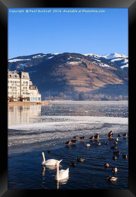 Swans in Zeller See lake Framed Print by Pearl Bucknall