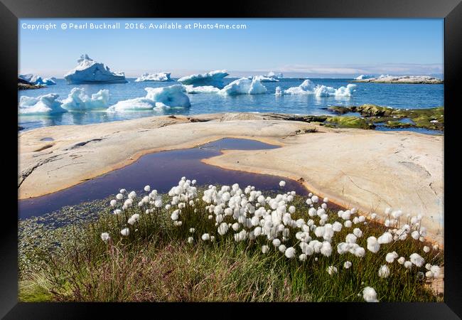 Greenland Arctic Cottongrass and Icebergs Framed Print by Pearl Bucknall