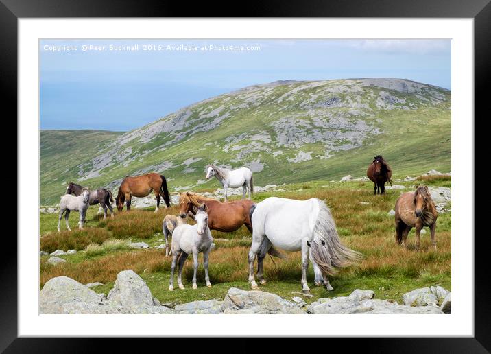Welsh Mountain Ponies in Carneddau Snowdonia Framed Mounted Print by Pearl Bucknall