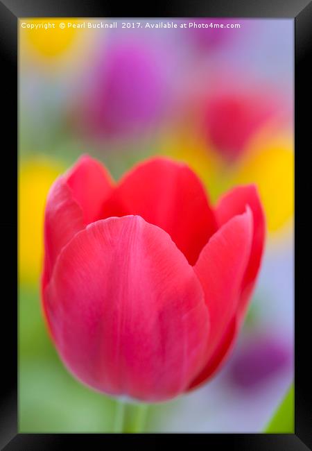 Bright Coloured Tulips Framed Print by Pearl Bucknall