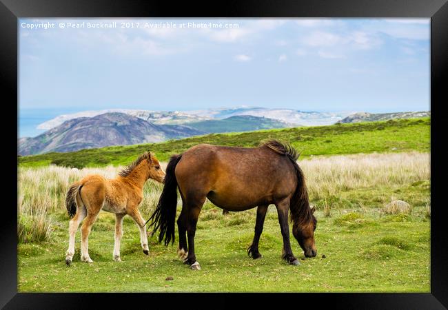 Carneddau Pony and Foal Framed Print by Pearl Bucknall
