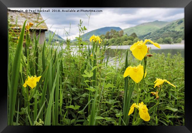 Iris Flowers by Grasmere Lake District Framed Print by Pearl Bucknall