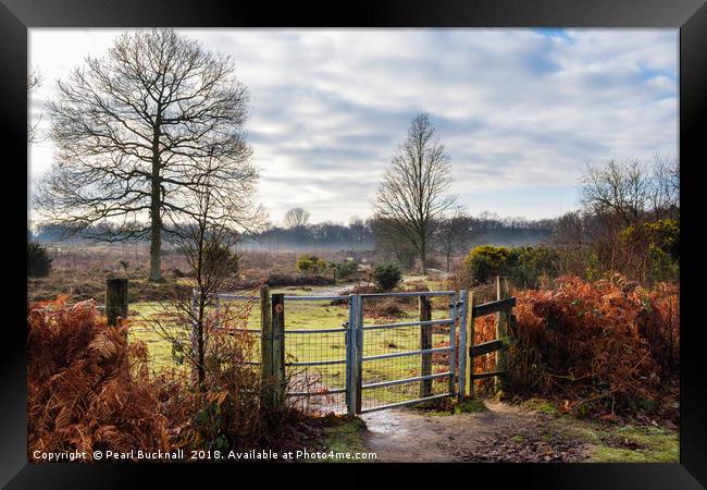 Hothfield Heathlands on a Winter Day in Rural Kent Framed Print by Pearl Bucknall