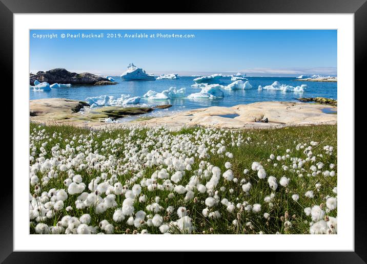Arctic Cottongrass and Icebergs Greenland Framed Mounted Print by Pearl Bucknall