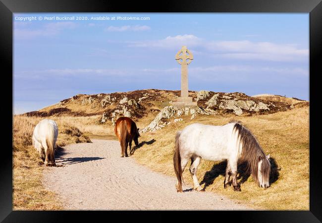Welsh Mountain Ponies on Ynys Llanddwyn Anglesey Framed Print by Pearl Bucknall