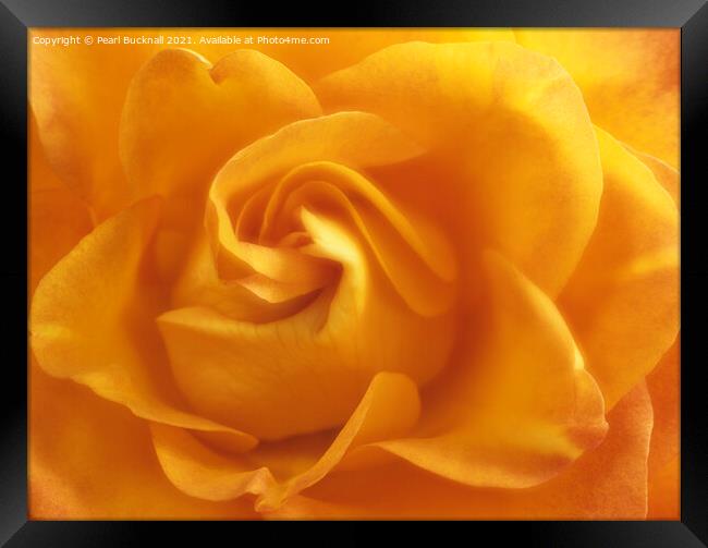 Yellow Rose Swirls Framed Print by Pearl Bucknall
