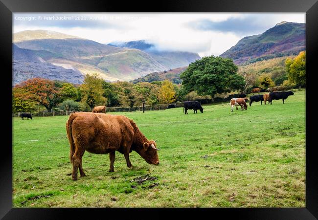 Cattle Grazing in Snowdonia Countryside Framed Print by Pearl Bucknall