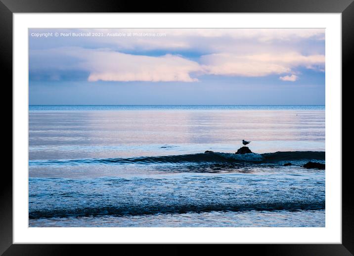 A Gull on a Rock on Welsh Coast Framed Mounted Print by Pearl Bucknall