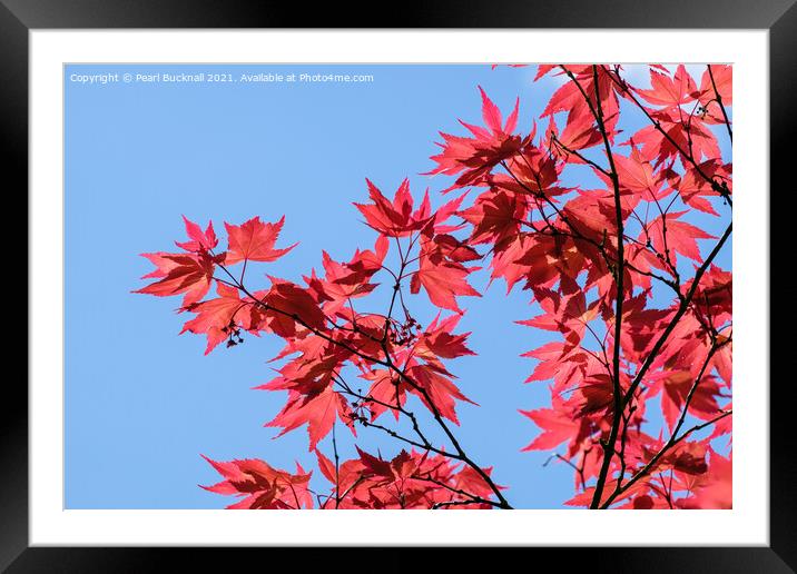 Red Acer Leaves and Blue Sky Framed Mounted Print by Pearl Bucknall