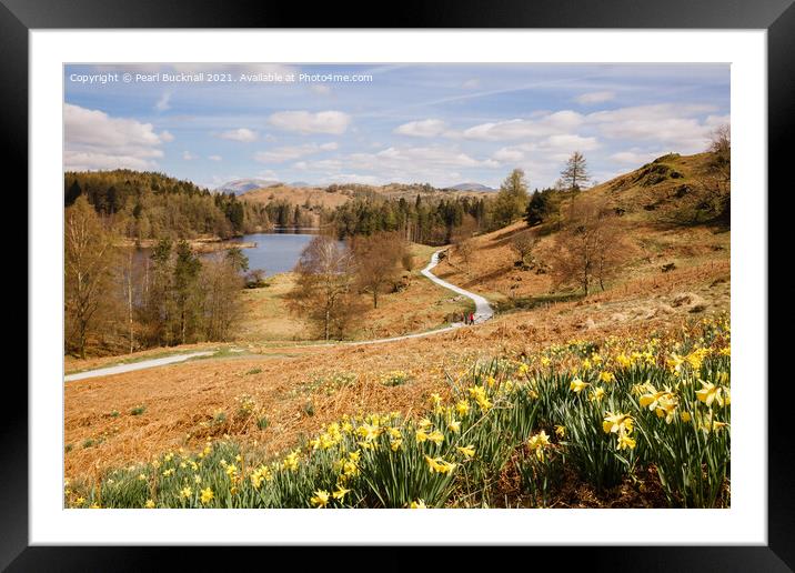 Daffodils in Spring at Tarn Hows Framed Mounted Print by Pearl Bucknall