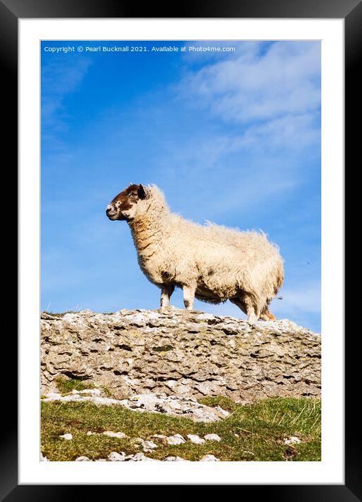 Blackface sheep Framed Mounted Print by Pearl Bucknall