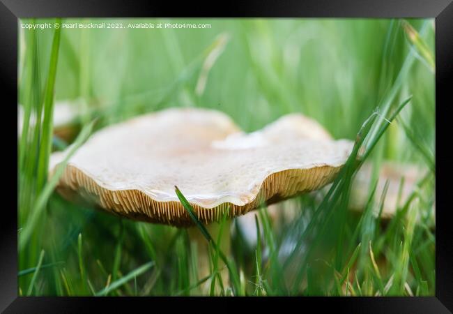 Meadow Waxcap Fungus in Grass Framed Print by Pearl Bucknall